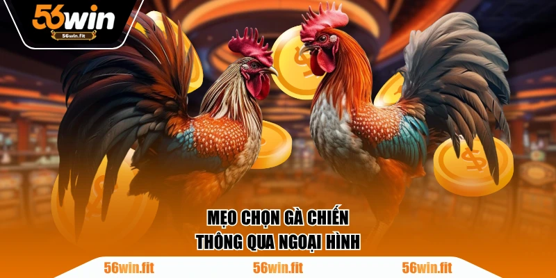Mẹo chọn gà chiến thông qua ngoại hình